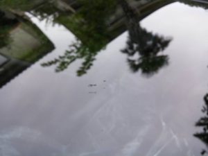 15064257_810862275720420_1408214105_o